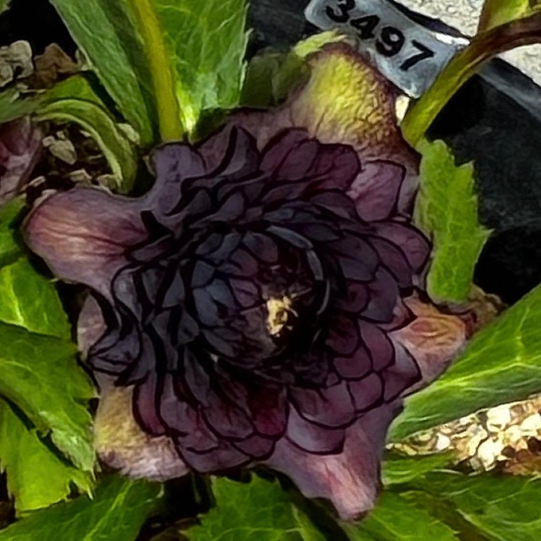 m*i様 3497☘️たくさん蕾花付き☘️２年間保管☘️⭐️ダーク⭐️超多弁⭐️