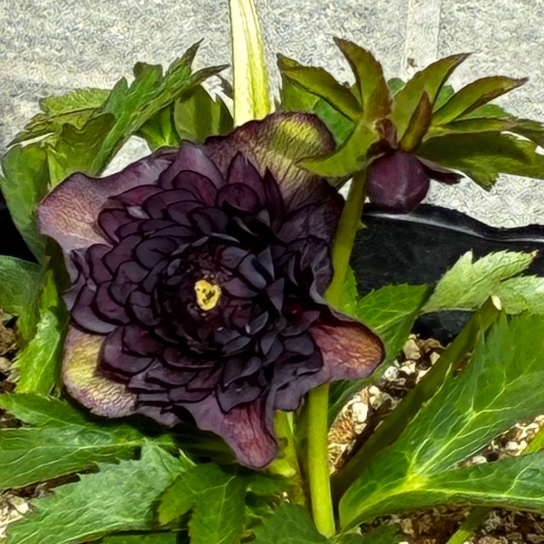 m*i様 3497☘️たくさん蕾花付き☘️２年間保管☘️⭐️ダーク⭐️超多弁⭐️