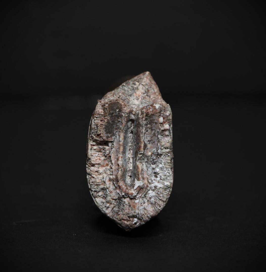 超絶希少！伝説的なギガノトサウルスの歯！ 値段交渉可能 - メルカリ