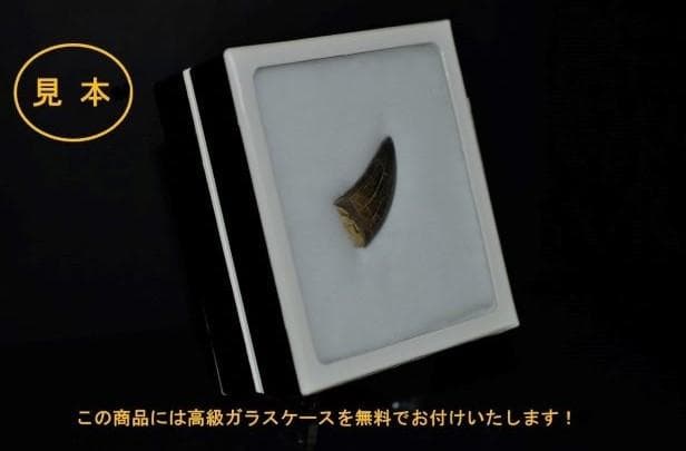 超絶希少！伝説的なギガノトサウルスの歯！ 値段交渉可能 - メルカリ