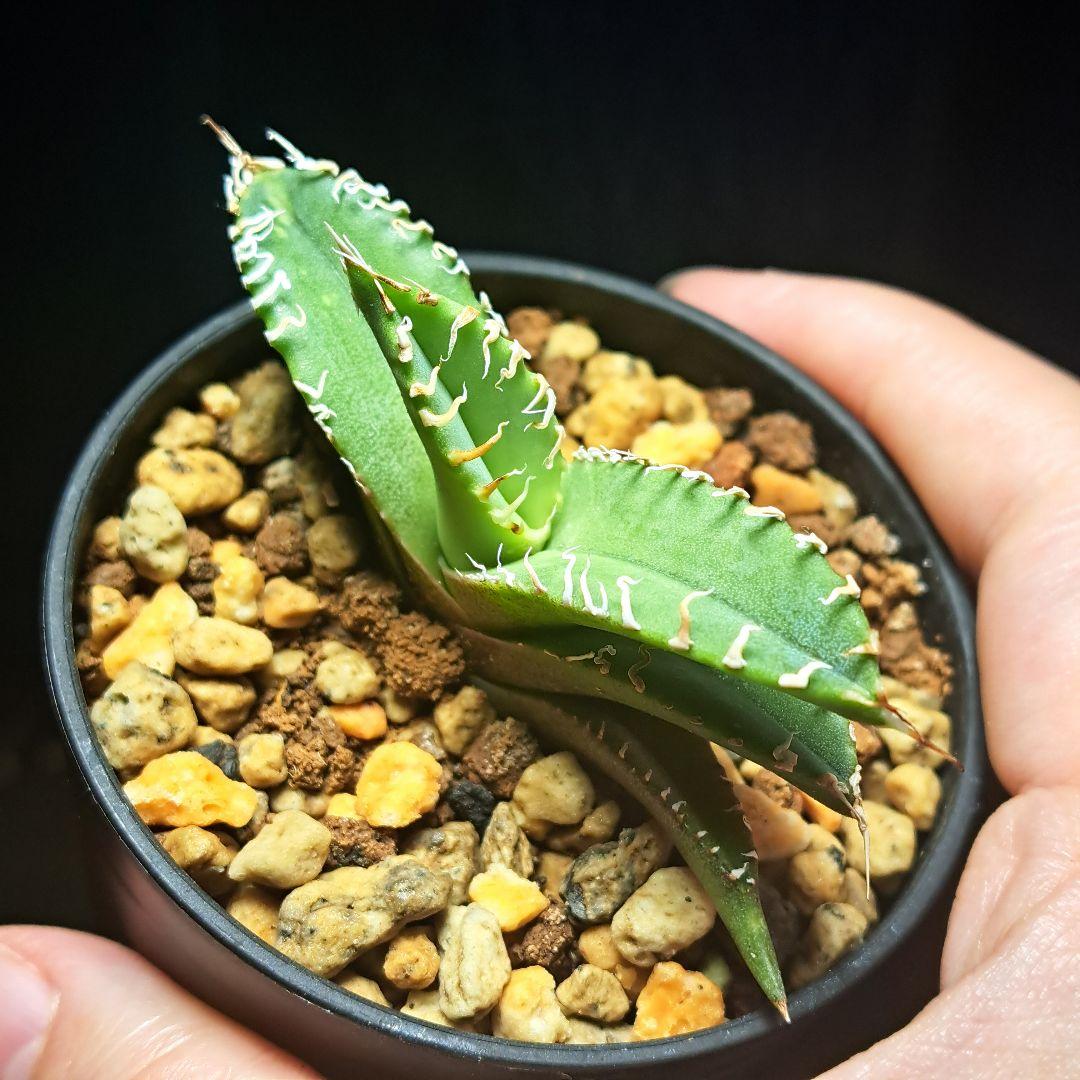 ☆白幽霊☆発根済安定株☆shangao産 アガベ チタノタ ホワイトゴースト