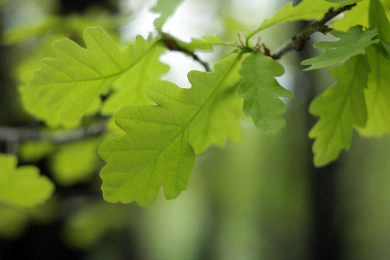 68　いとう7014　アダプターなしです。