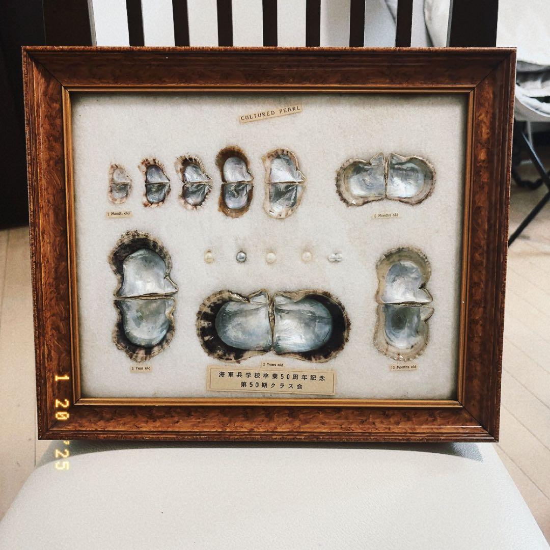 真珠標本 50周年記念 早苗2号！ 首相会見を見て、早速作った1号が、秒殺だったので