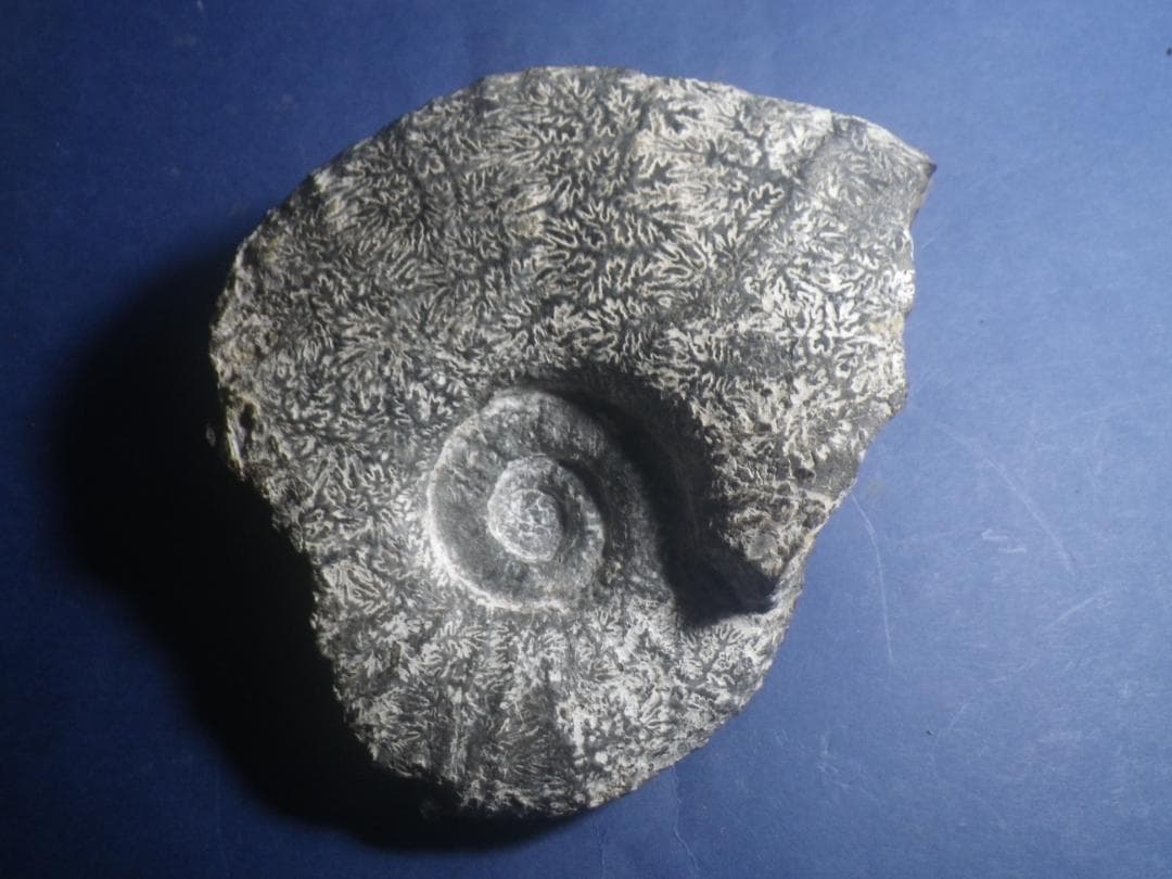 国産化石 パキ ２５１０１２－５ 国産化石 パキ 251012－5