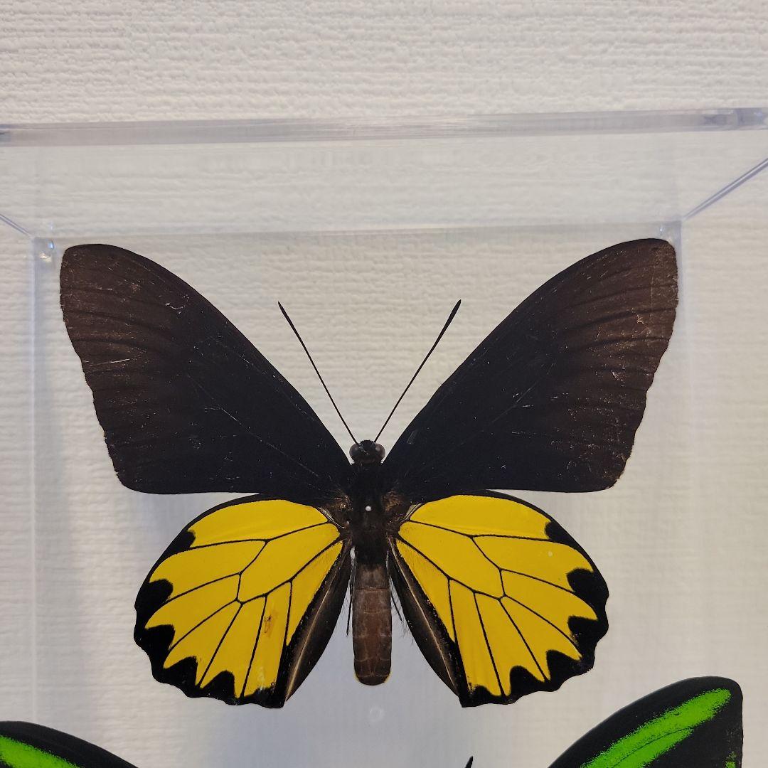 蝶の標本 トリバネチョウの世界(珍A1) M109859408 公式 ストア