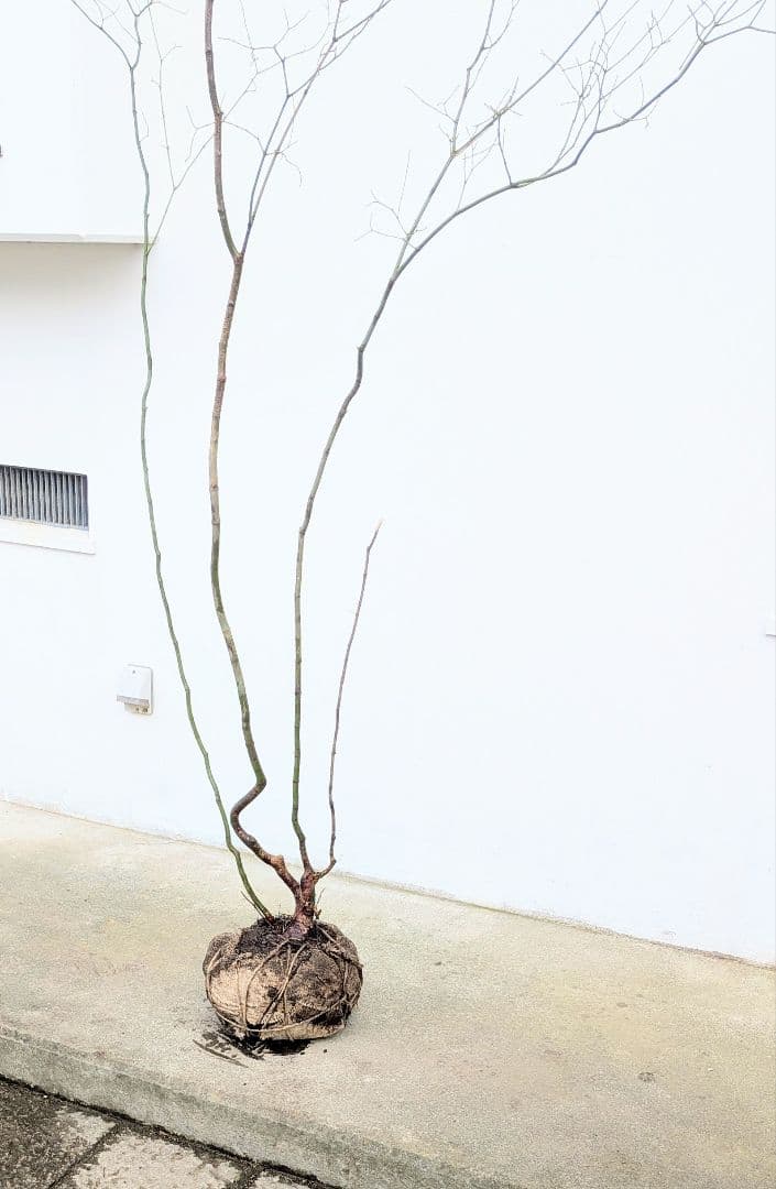 HIME_01_17さま。。山採りコハウチワカエデ。