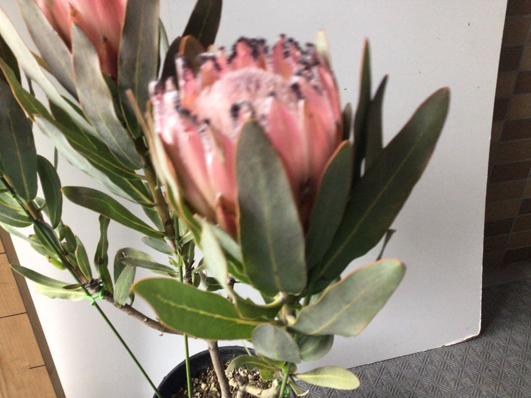 お花が咲いて来たのでプライス販売。希少品種のプロテア・オーストラリスピンク3輪咲