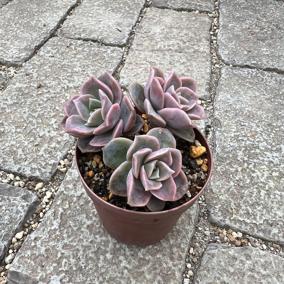 多肉植物 ラブリーローズ 抜き苗 ◎メルカリ便◎ - メルカリ