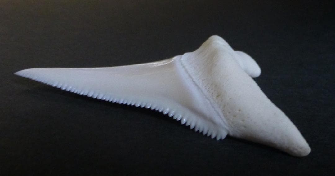 ホホジロザメ（Carcharodon carcharias）の歯 53.4mm