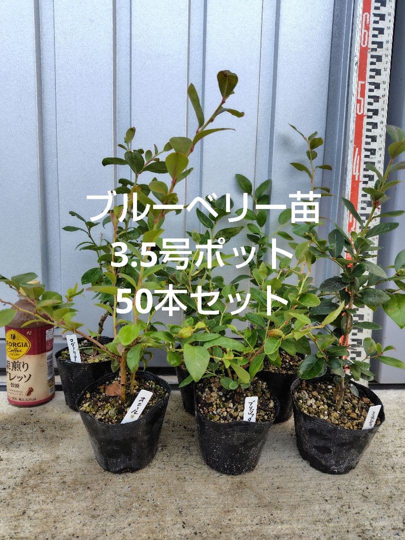ブルーベリー苗3.5号ポット50本セット ブルーベリー苗 3.5号ポット50本セット ブルーベリー苗 3.5号ポット50
