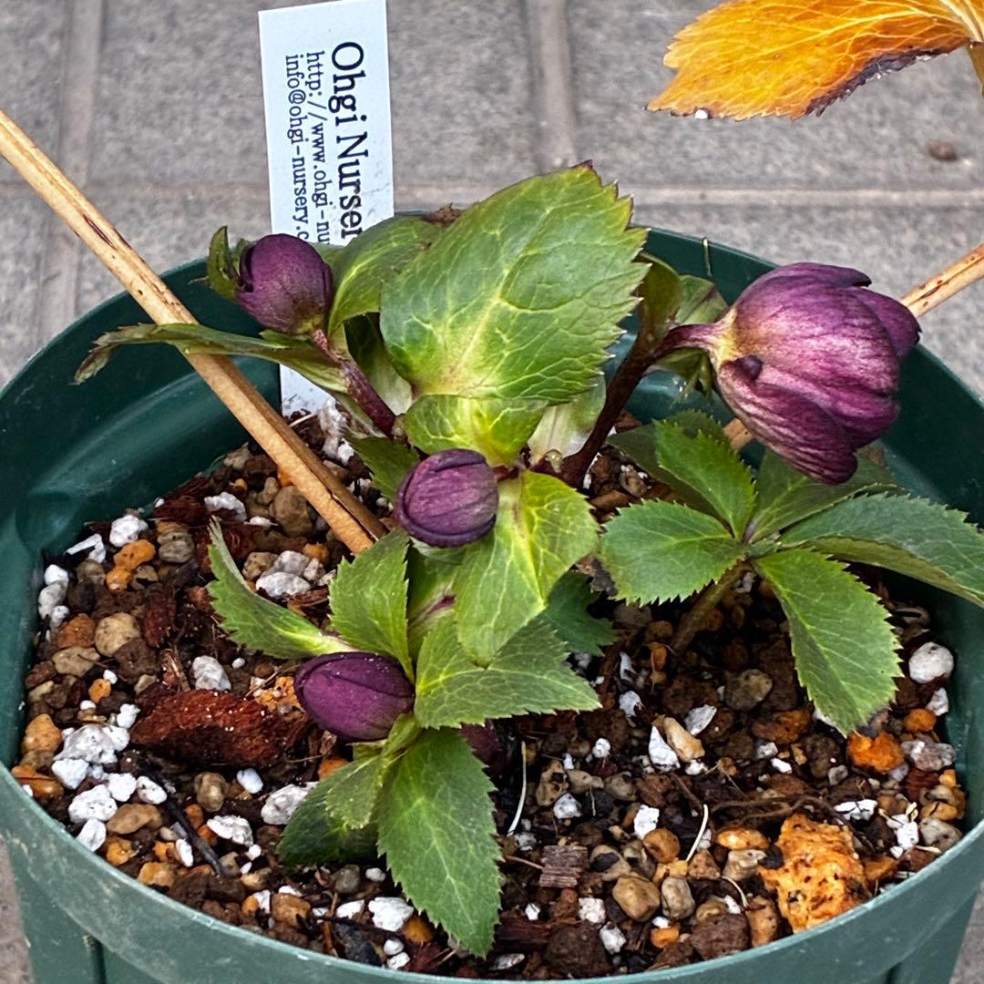 タ*ン様 3485☘️蕾花タグ付☘️極上☘️SD⭐️ダークミスティーク⭐️超小〜