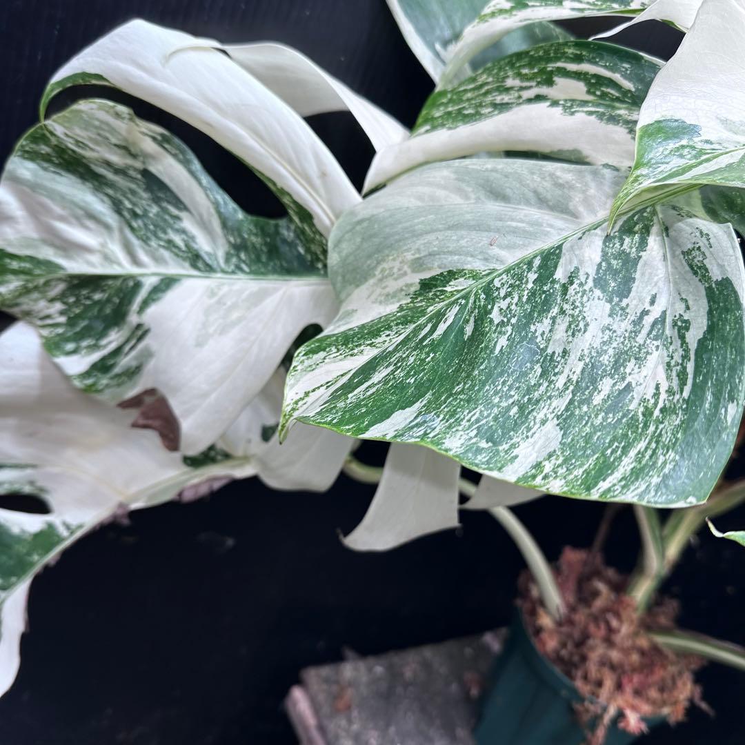 斑入りモンステラ ホワイトタイガー極美大株74cm白斑多 - メルカリ
