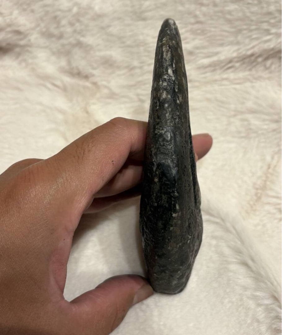 アフロベナトル 爪 化石 恐竜 /ティラノサウルス、スピノサウルス