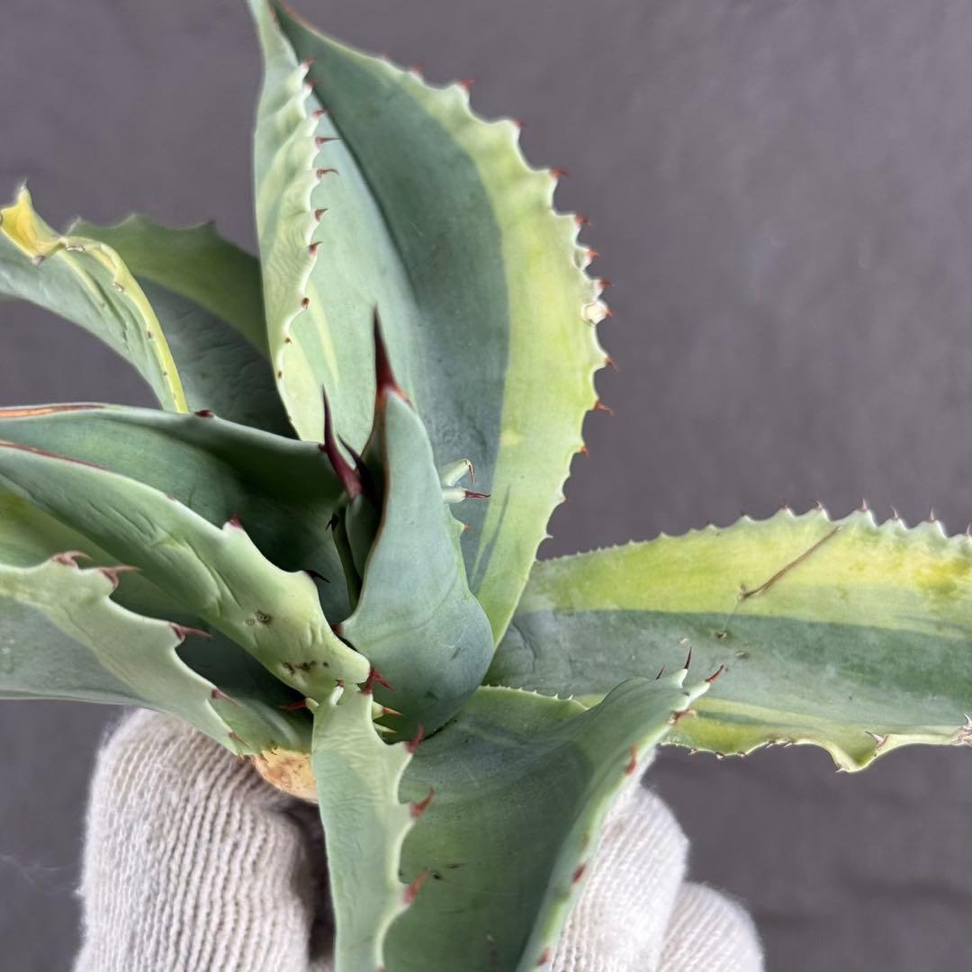 が*ぅ様 【アガベ オバティフォリア“オルカ”】地植え/-18℃まで/極上　L2