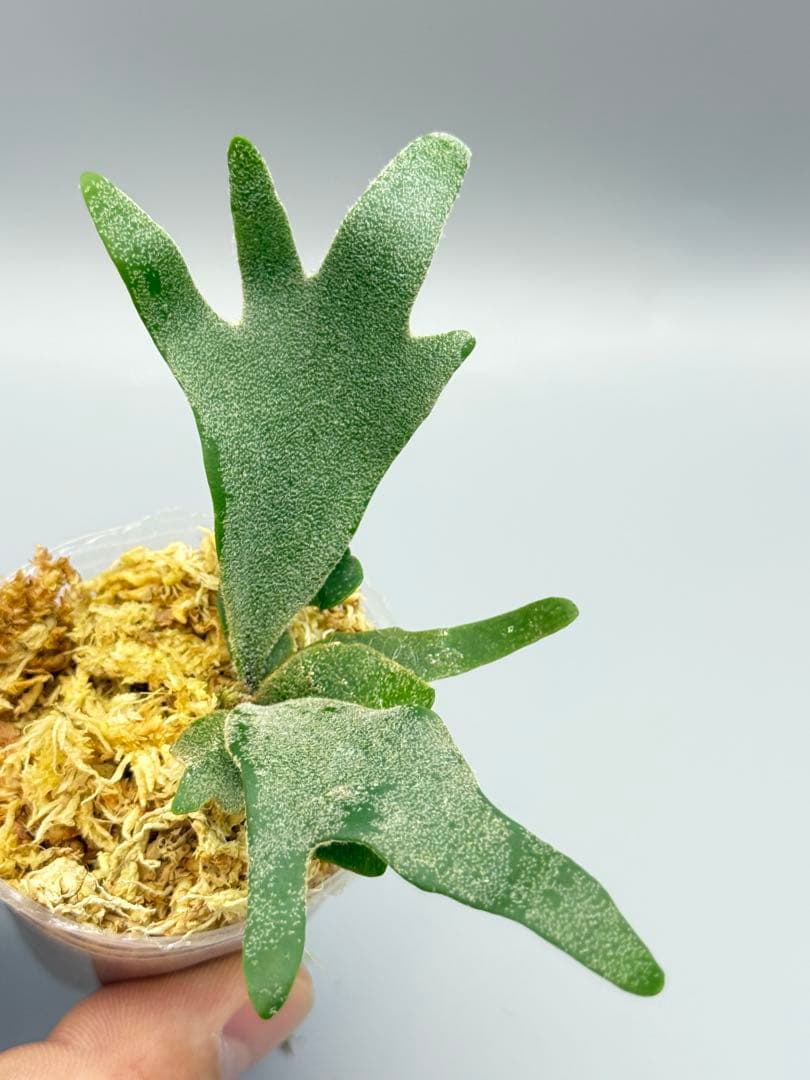 ビカクシダP.Antler Crown spore (YMDS)#2 - メルカリ