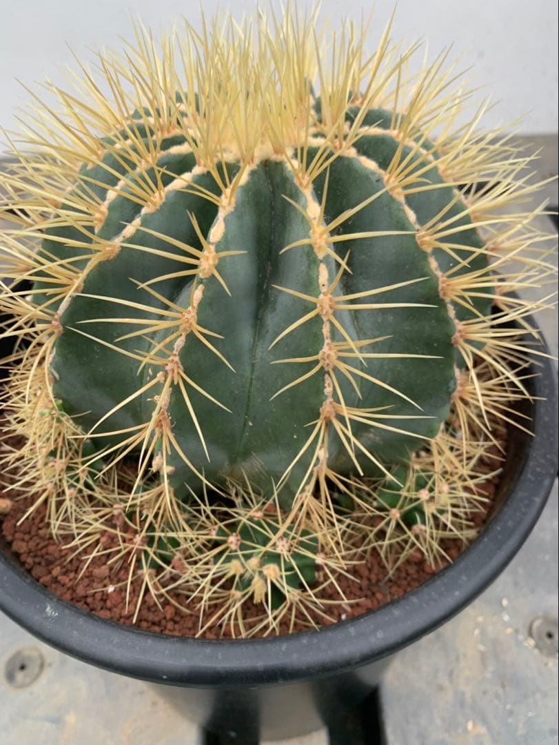 サボテン 王冠竜 鉢8号 24センチ 海さん専用ページ