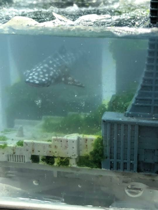 水没ジオラマ 廃墟ビルに泳ぐジンベイザメ - メルカリ