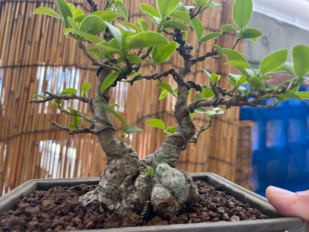 ✨✨✨superガジュマル 小品イボ幹【ジブリの世界】 - メルカリ