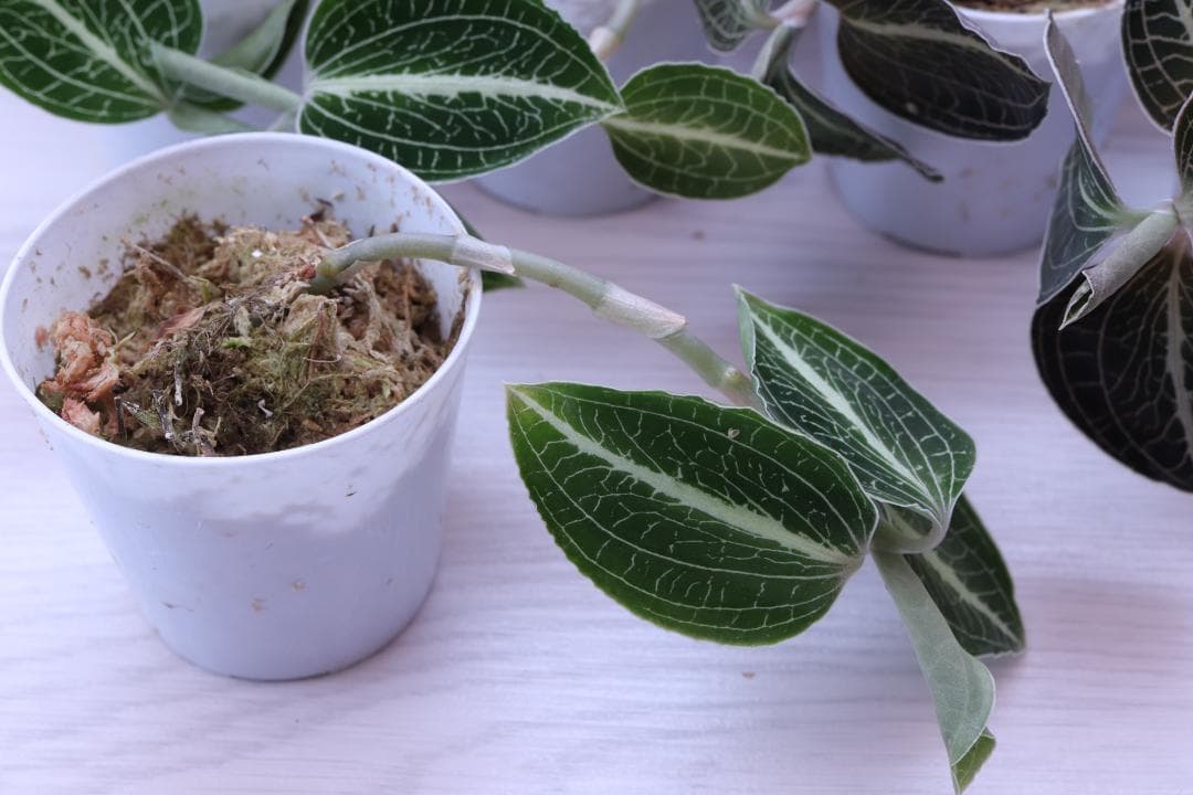 まとめ売り 11株】アネクトキルス ロクスバーギー3種 - メルカリ