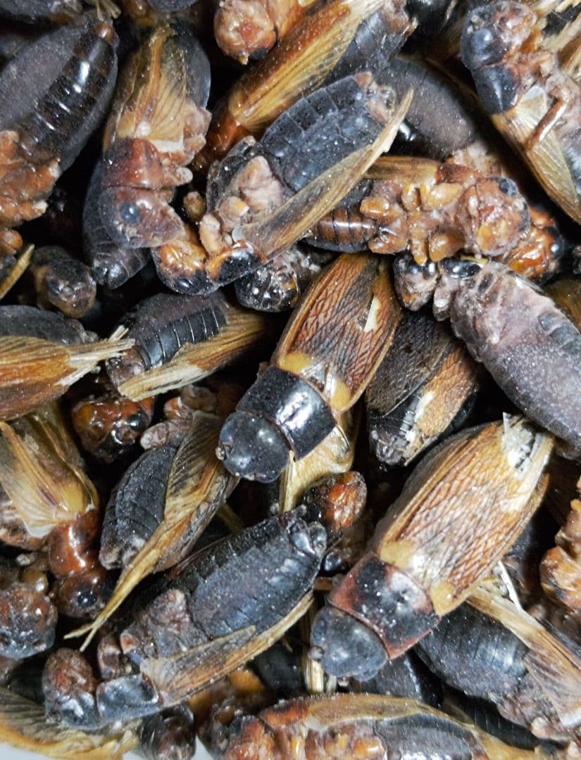 冷凍コオロギ Lサイズ 2kg 爬虫類 両生類 小動物 アロワナ フトアゴ等