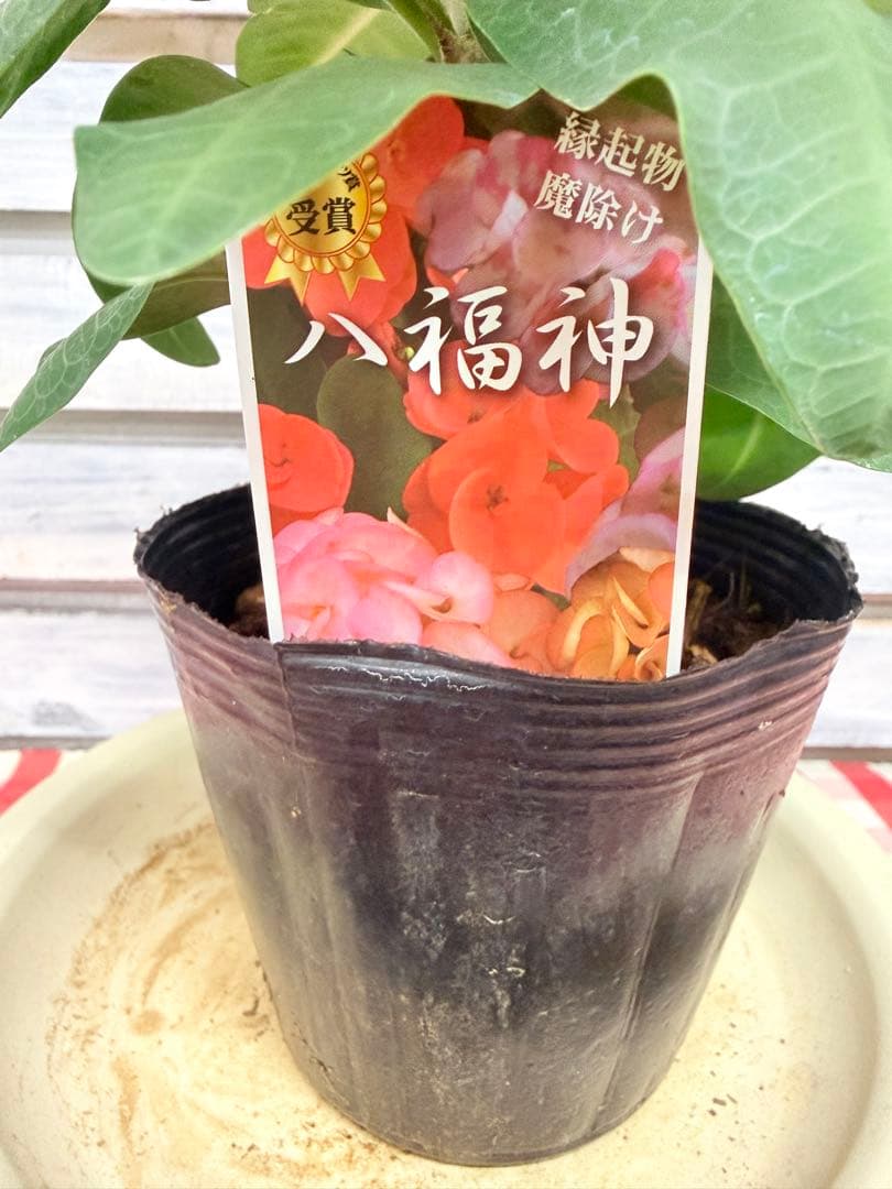 ハナキリン 八福神 ポット鉢土付き苗 お届け後このまま飾れます 室内