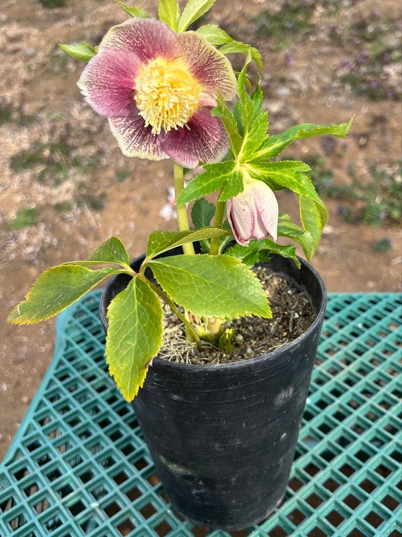 クリスマスローズ開花株【広瀬園芸】ゴールドsdピンク系 - メルカリ