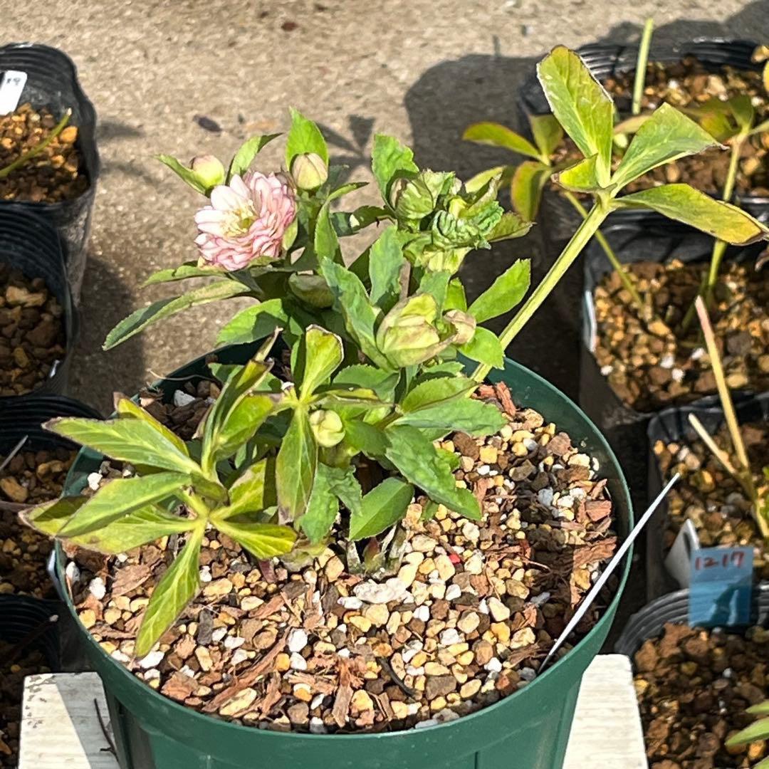 か*ん様 3521☘️蕾花、タグ付き☘️⭐️超チビチビ⭐️超小輪⭐️超多弁⭐️大