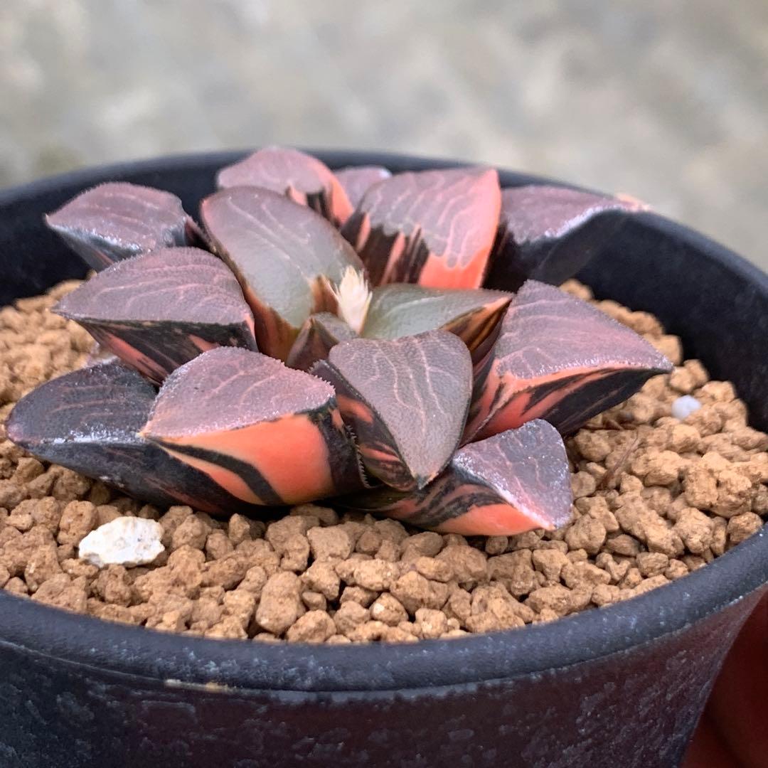 多肉植物 ハオルチア コレクタ錦 - メルカリ