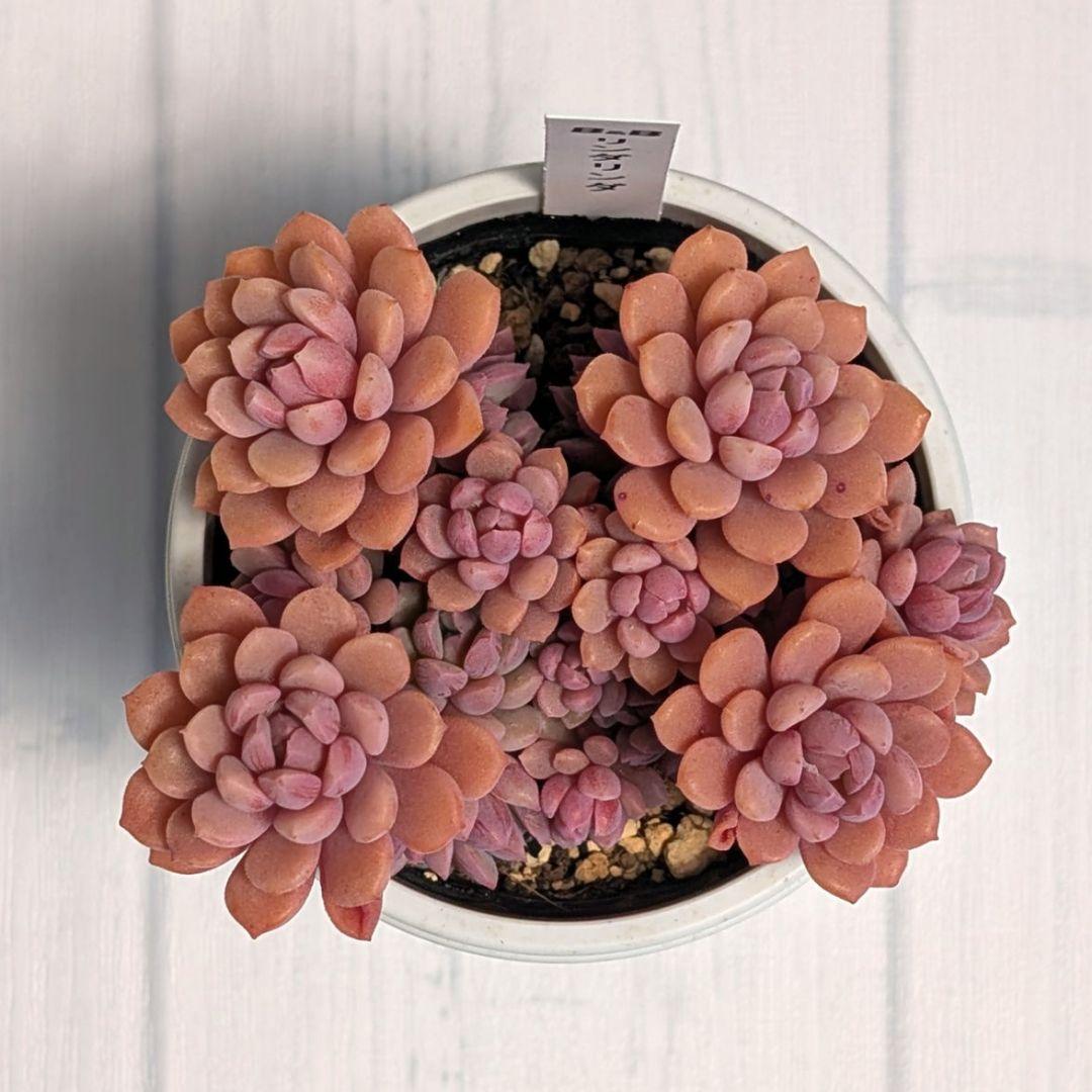 m*m様 【札付き】多肉植物 『リンダリンダ』 ぼのぼのさん苗 B＆B