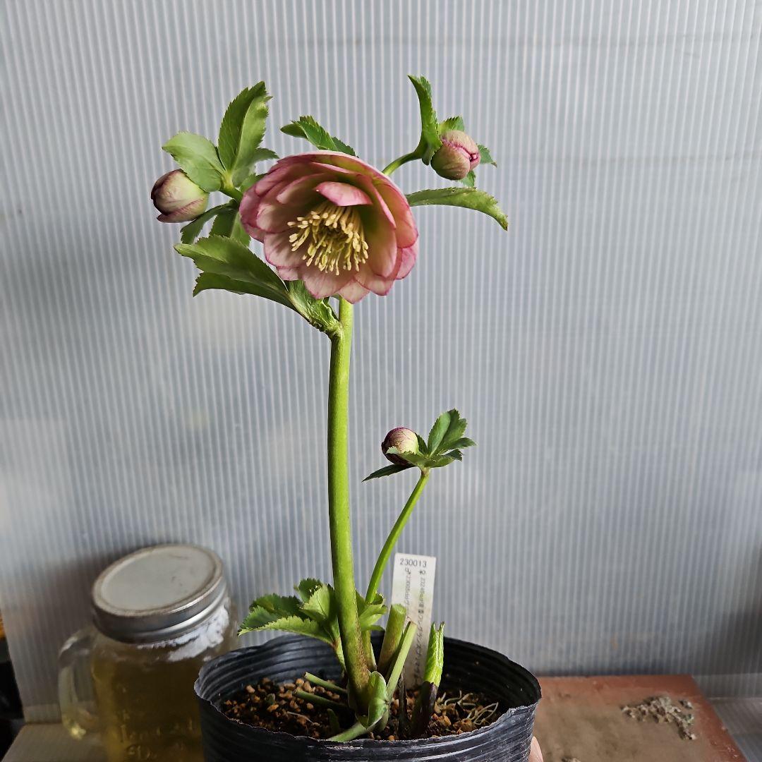 ごまたまご様お取り置き苗㉖-596クリスマスローズ - メルカリ