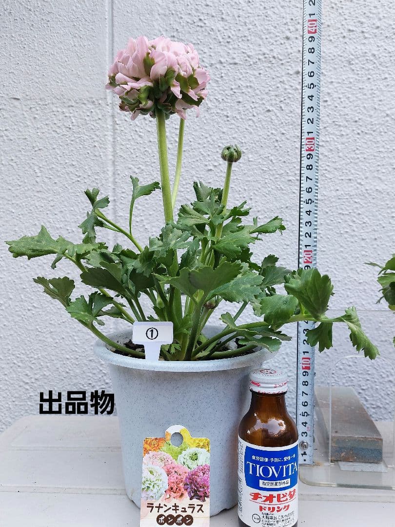 レア色、ラナンキュラスポンポン『ハーマイオニー』本物、透け感綺麗な