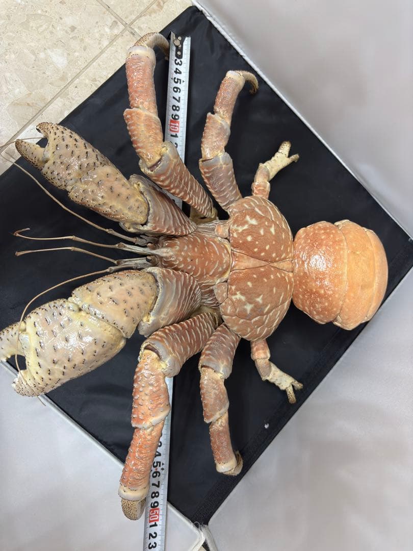 u*d様 現地土産品 ヤシガニ 剥製 標本 約50センチ - メルカリ