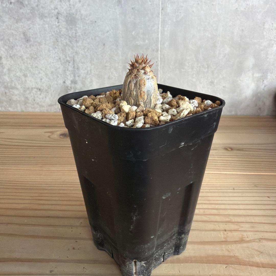 パキポディウムウィンゾリー 国内実生株 - メルカリ