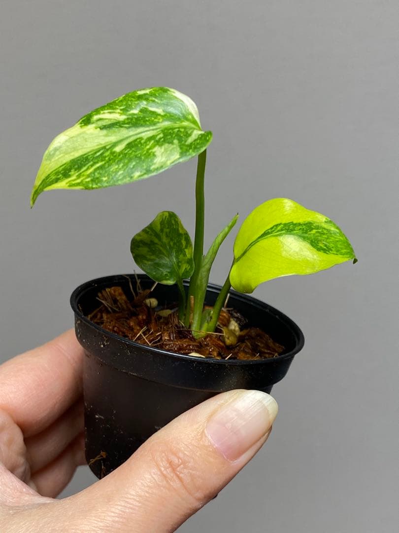 専用画面 【超美株✨超希少‼️】モンステラ エレクトロライト 斑入り