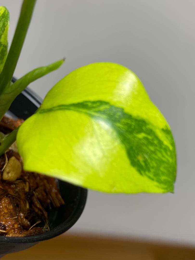 専用画面 【超美株✨超希少‼️】モンステラ エレクトロライト 斑入り