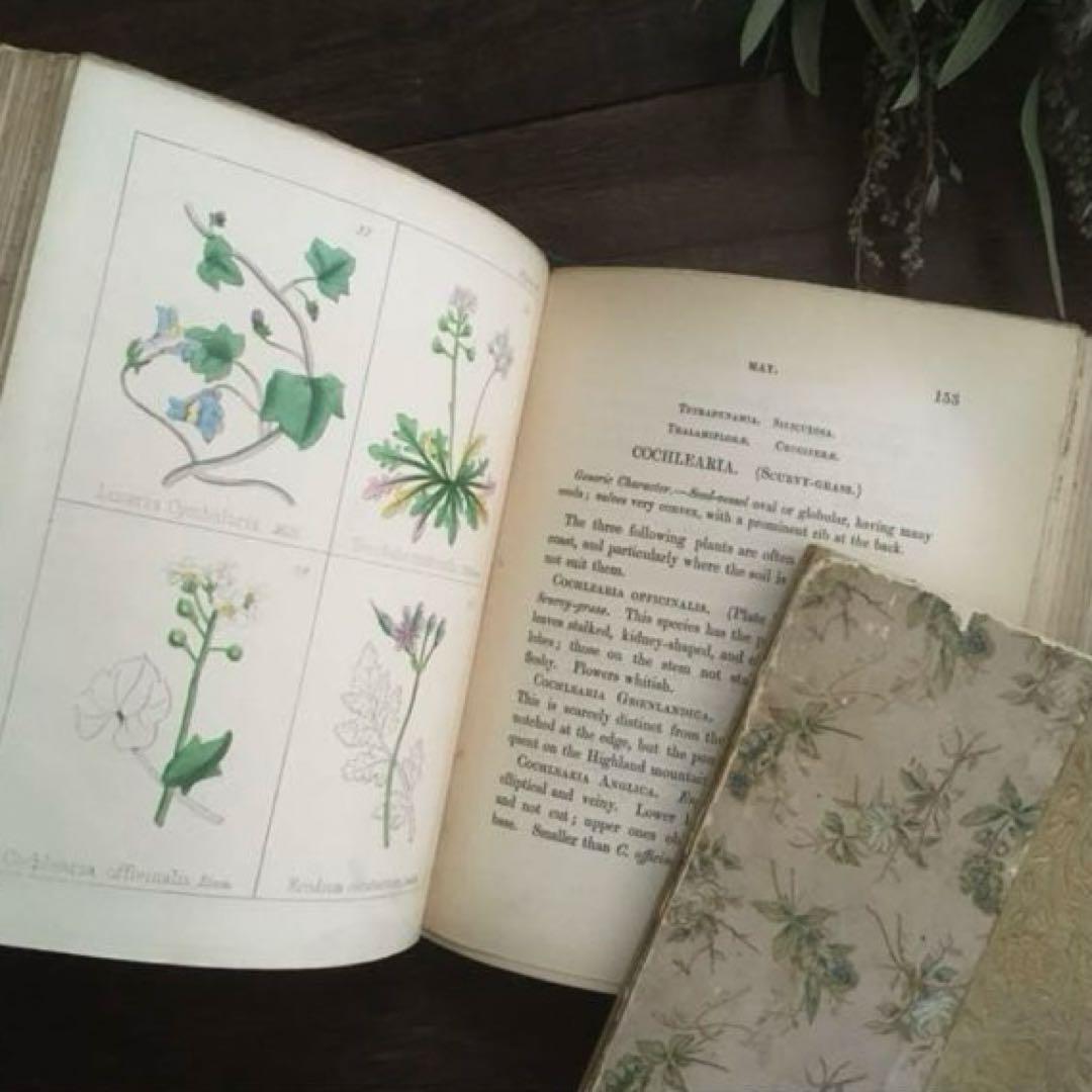L833洋書古書 【1852年発行】大変希少なイギリスのアンティーク植物