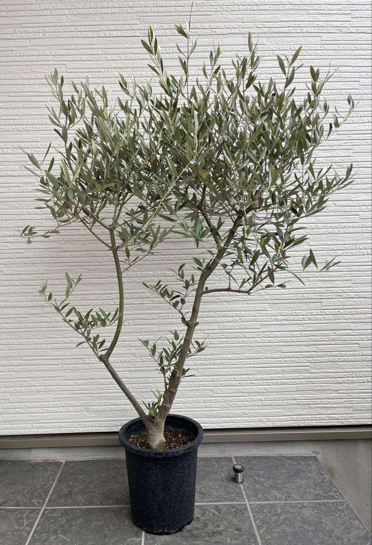SOUJU】オリーブ オリーブの木 美樹形 ピクアル 幹太 植木 No.24