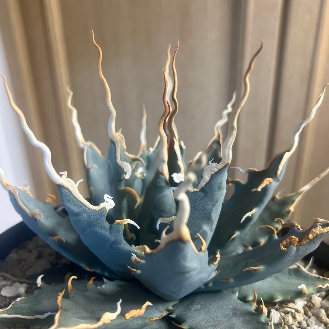 アガベ ユタエンシス エボリスピナ 陽炎 実生 選抜 青葉 塊根植物