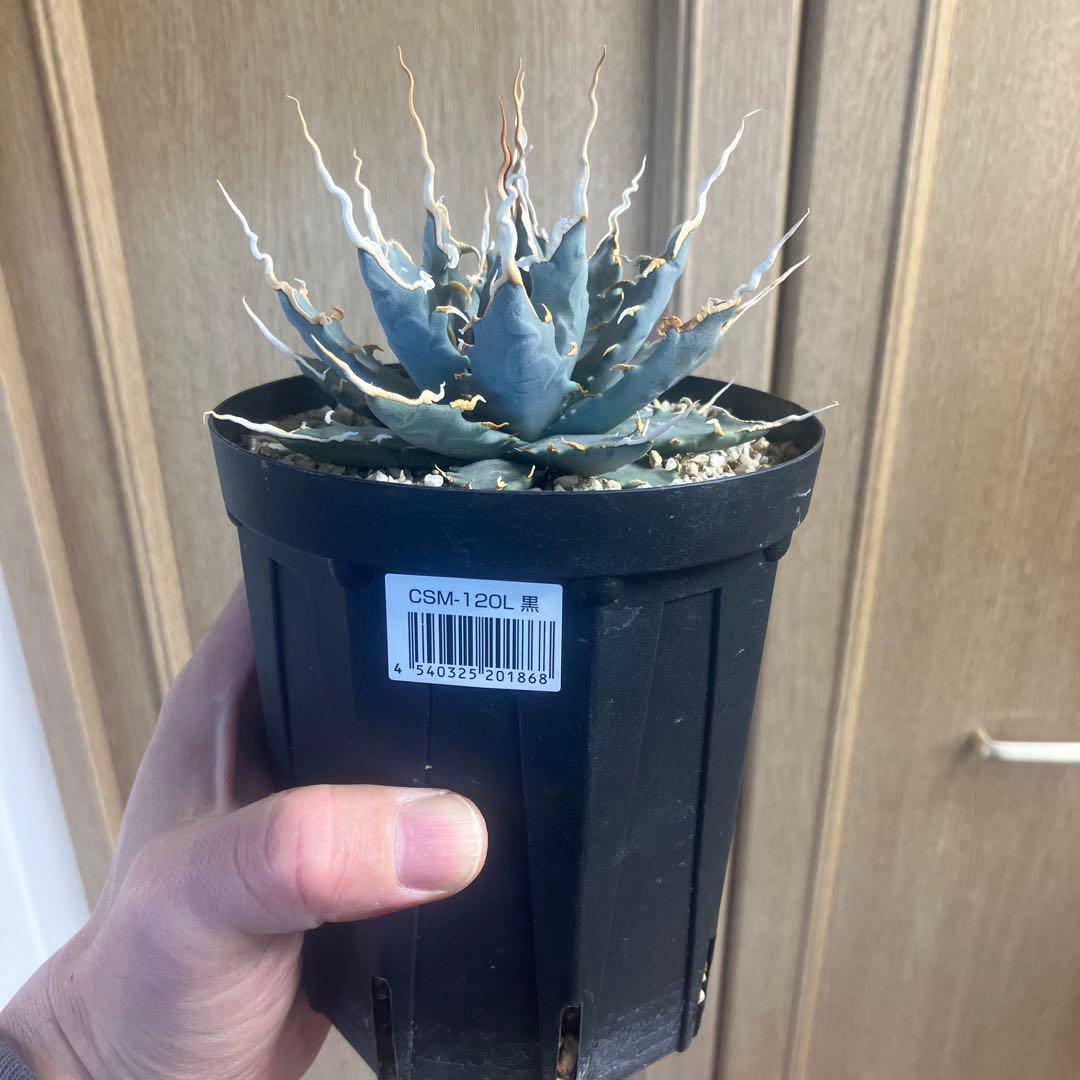 アガベ ユタエンシス エボリスピナ 陽炎 実生 選抜 塊根植物 コーデックス