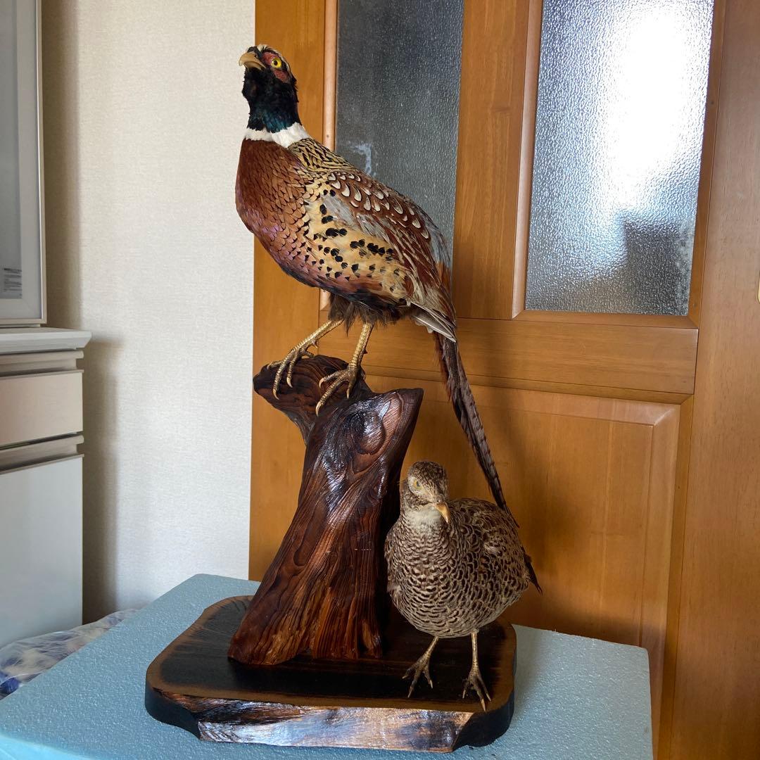 キジのつがい 剥製 雄雌 見本 昭和レトロ - メルカリ