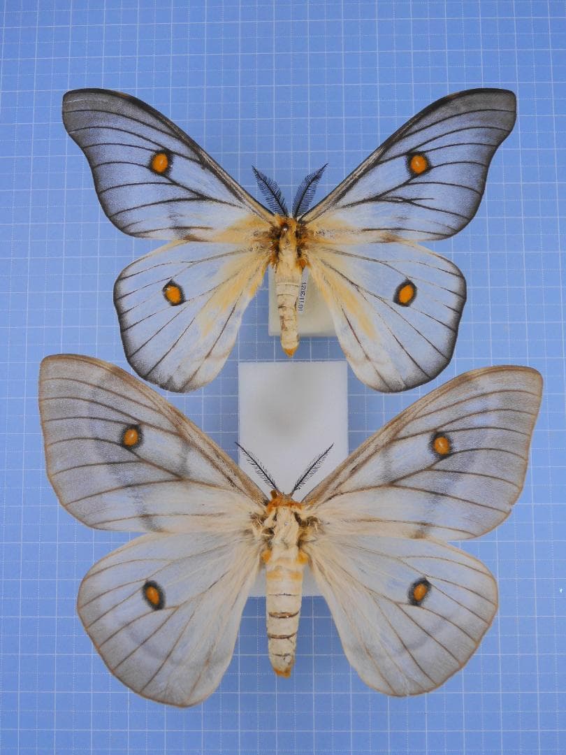 標本 Ceranchia apollina2 pair 112mm 122mm Zapatilla Running Hombre Corre SUPRA 2 Celeste/Rojo/Arena – Olympikus