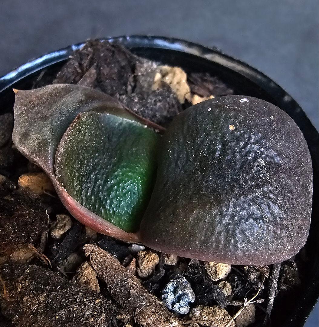 メルカリ便発送&ロウルサンコさんラベル付き☆ガステリア C0(シーゼロ) メルカリ便発送&ロウルサンコさんラベル付き☆ガステリア C0(シーゼロ