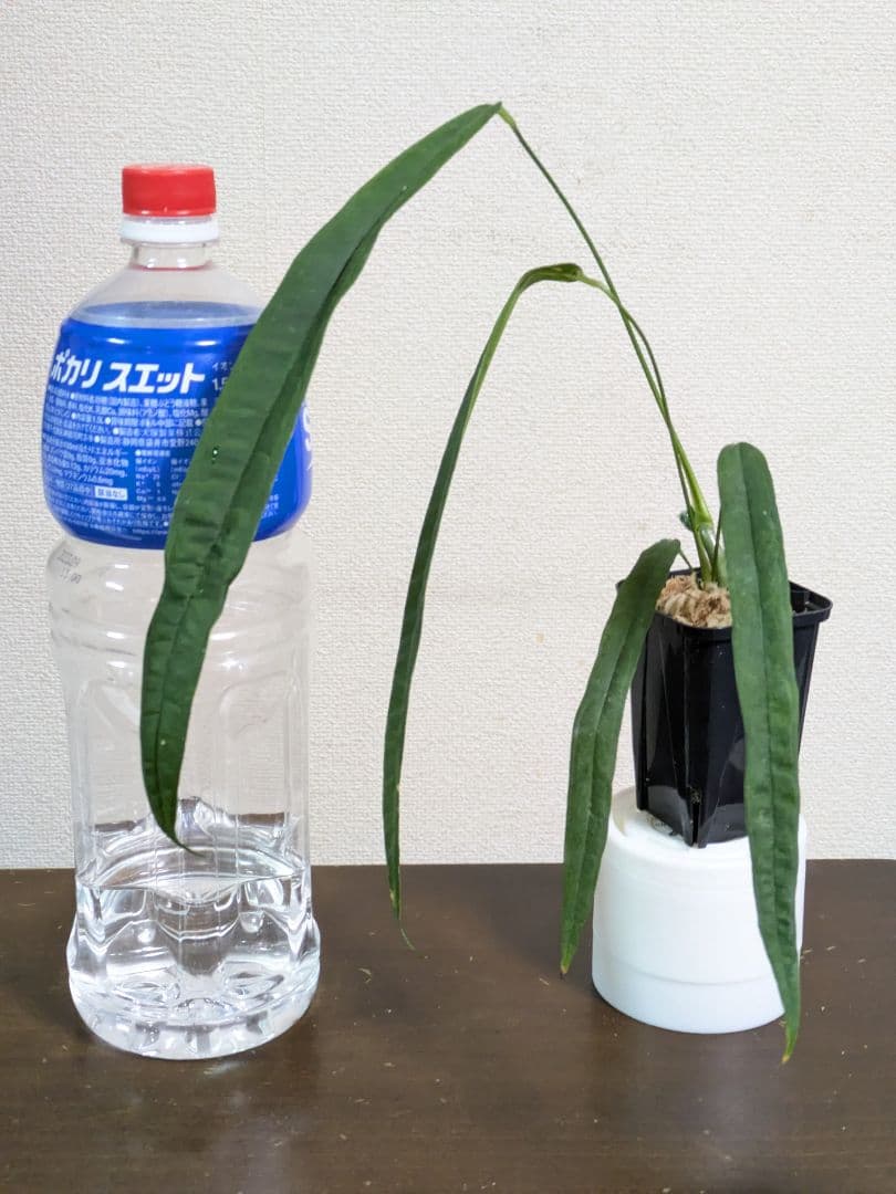 Anthurium lutheri アンスリウム 原種 ルテリー