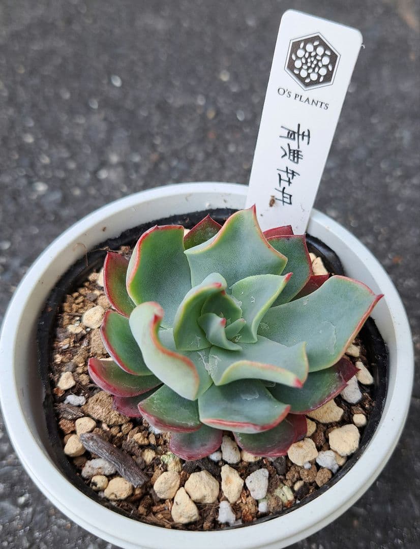 オーズプランツ 青典牡丹 札付き 鉢ごと - メルカリ