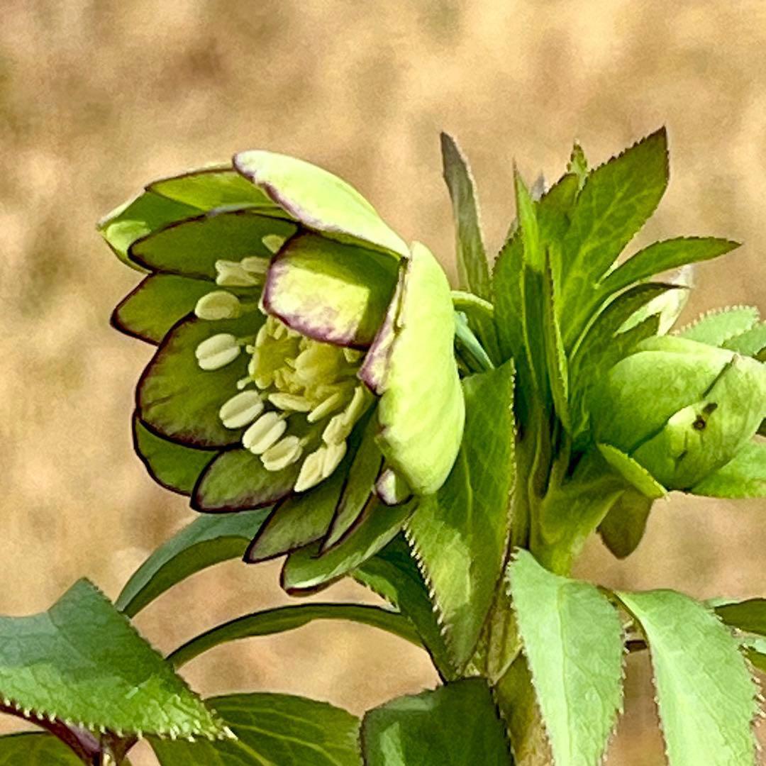 の*ん様 ☘️蕾付き☘️3333⭐️超小輪⭐️ダークピコ⭐️コンパクト⭐️トルカ
