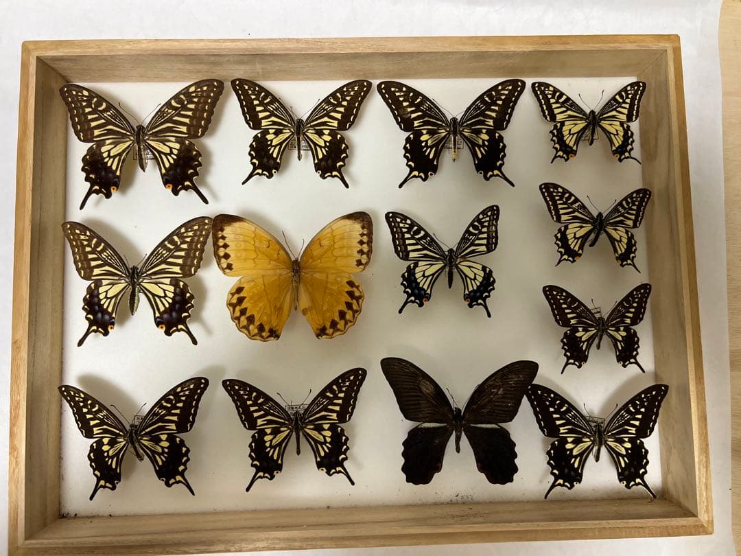 希少蝶標本現状品のみドイツガラスケースサイズ40x30x6cm 現状品のみ
