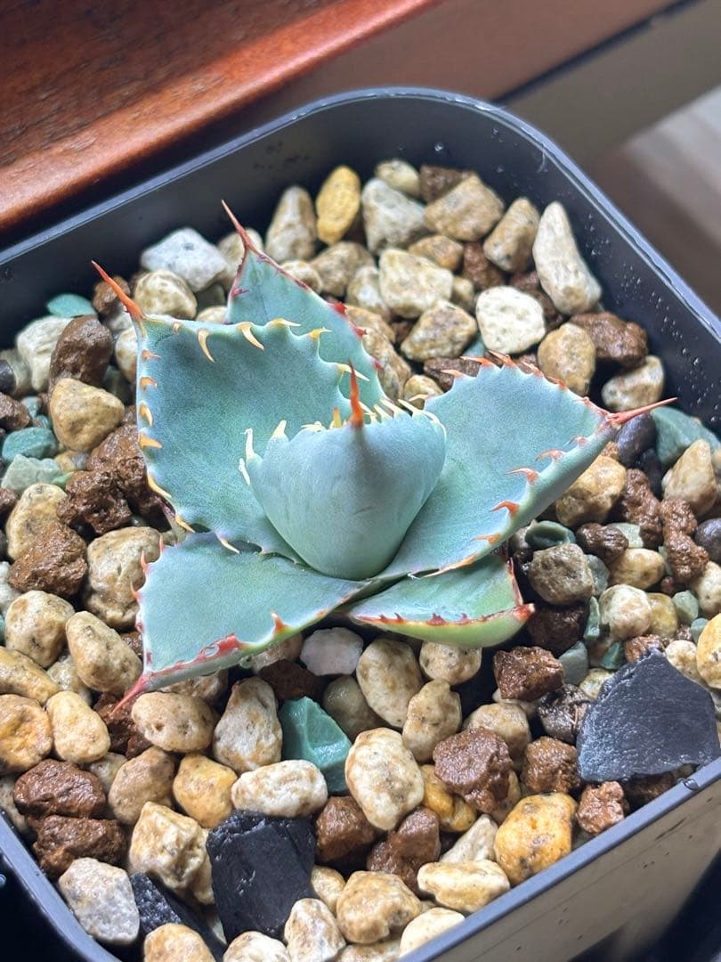 s*e様 アガベ 甲蟹屈原 子株 発根済 特白 青葉 陽炎 狂刺 連刺 ハイブリ