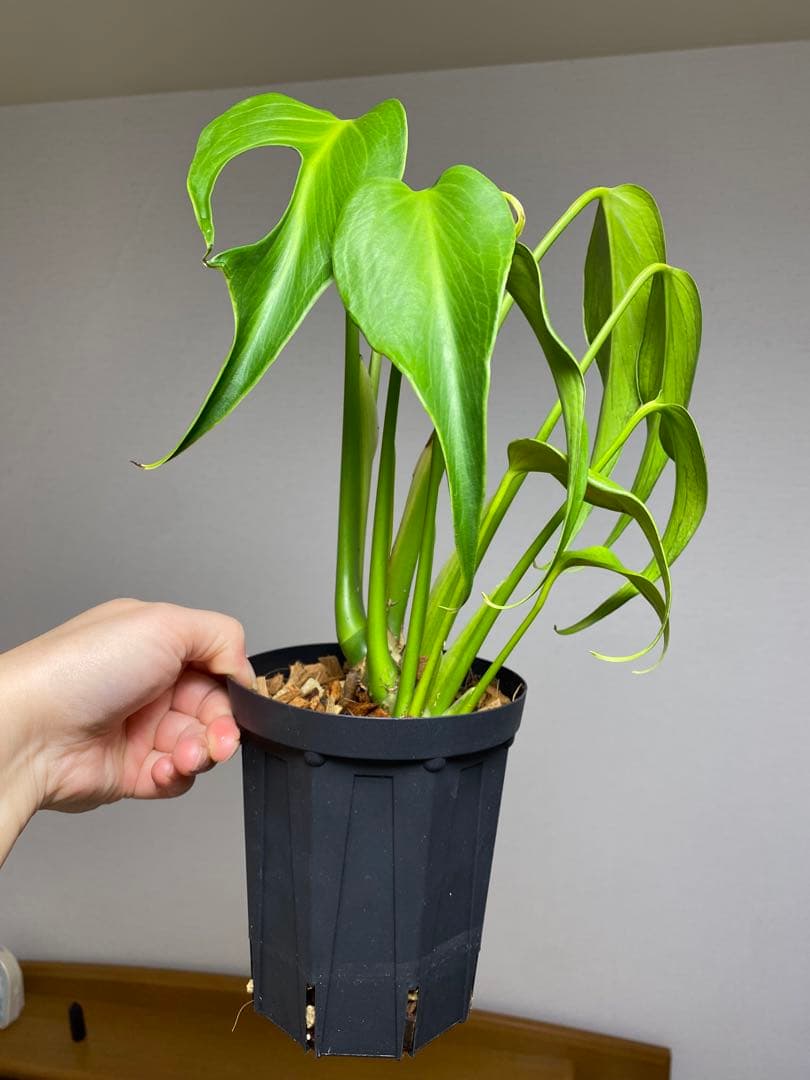 棚整理セール‼️】モンステラ バールマルクス 希少 レア 人気