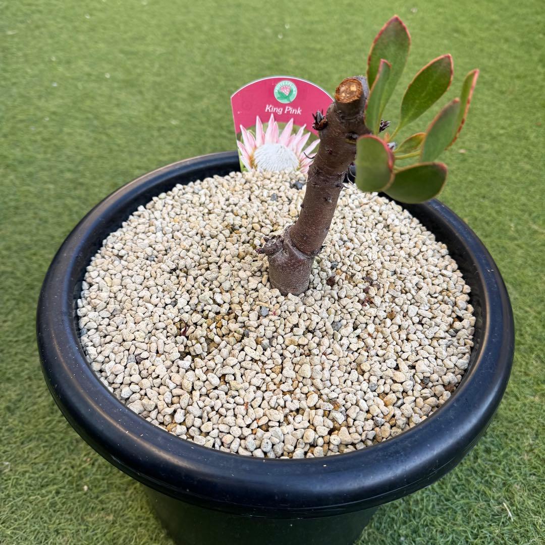 プロテア キングピンク 10号 Protea 
