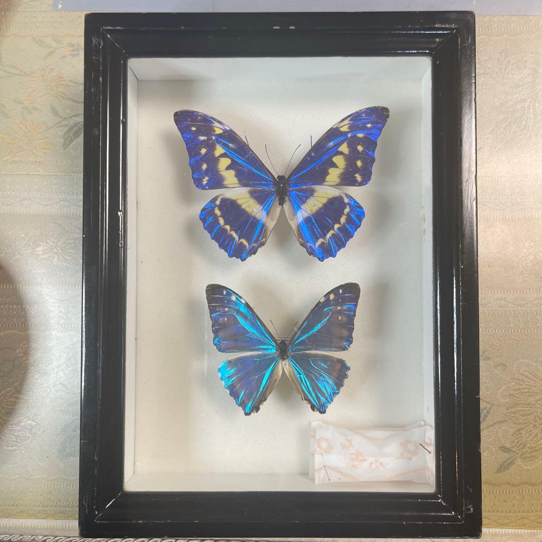 a*i様 モルフォ蝶 Amazon.co.jp: 蝶の標本 アナクシビアモルフォ Morpho anaxiBia